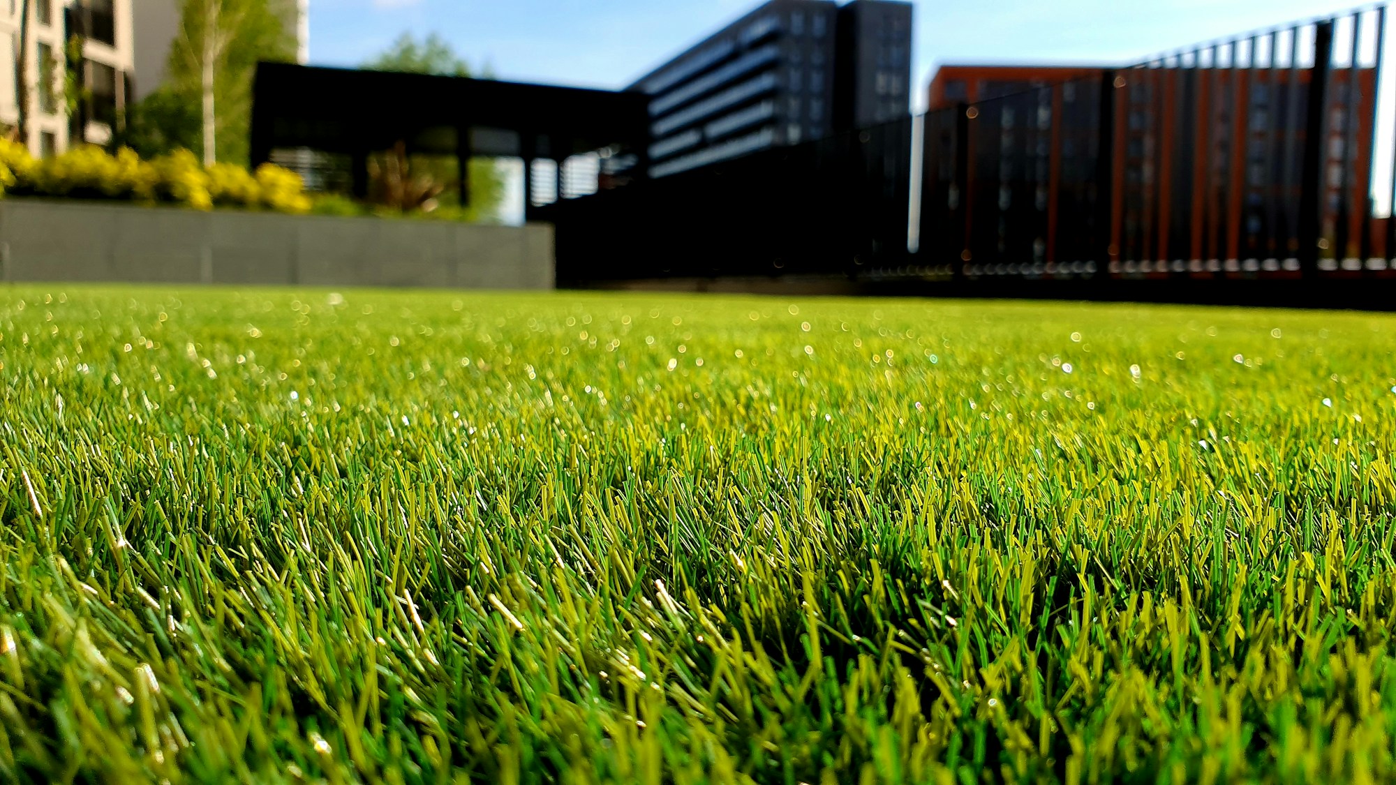 Sunlight falling over a green garden lawn